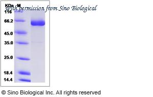 Sino Biological 90300-C02H image 1
