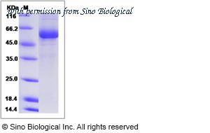 Sino Biological 90301-C01H image 1