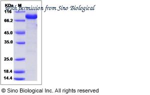Sino Biological 40219-E08E image 1