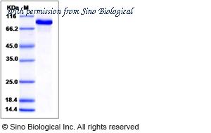Sino Biological 80586-R08H image 1