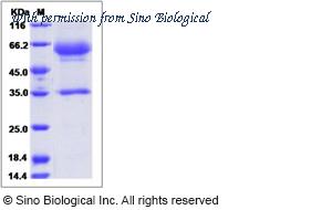 Sino Biological 90312-C02H image 1