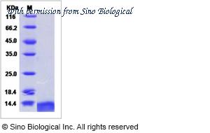 Sino Biological 10475-H08Y image 1