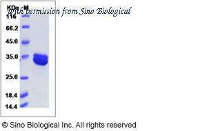 Sino Biological 15421-H07E image 1