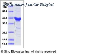 Sino Biological 51122-MNCB image 1