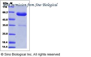 Sino Biological 51131-M02H image 1