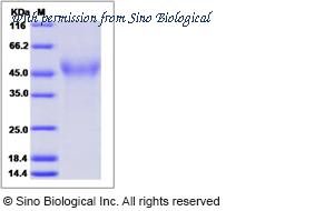 Sino Biological 51138-M08H image 1