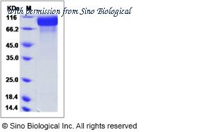 Sino Biological 90295-C08H image 1
