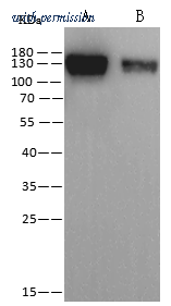 Sino Biological 40021-MM07 image 1