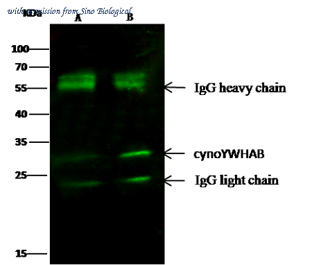 Sino Biological 90022-MM05 image 1
