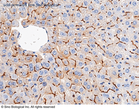 Sino Biological 50571-R030 image 1