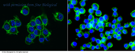 Sino Biological 50259-R305 image 1