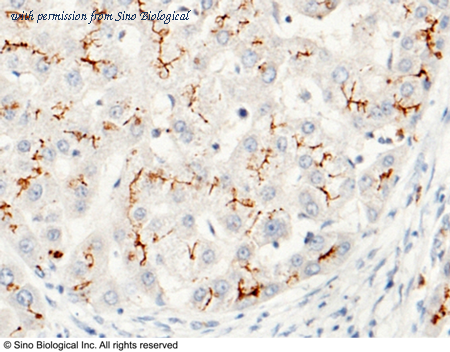 Sino Biological 10822-MM02 image 1