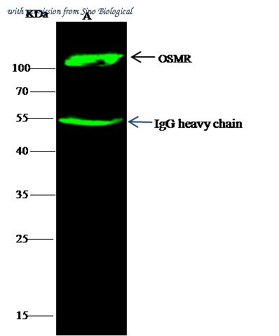 Sino Biological 11226-MM01 image 1