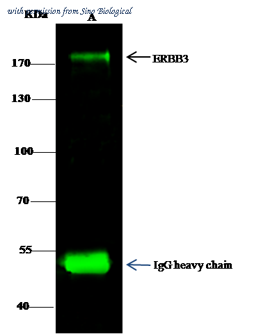 Sino Biological 10201-RP02 image 1