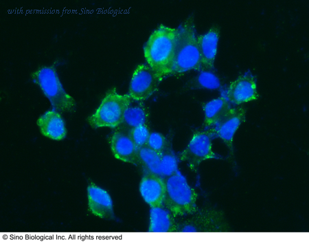 Sino Biological 10458-R515 image 1