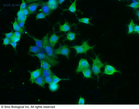 Sino Biological 10077-R001 image 1