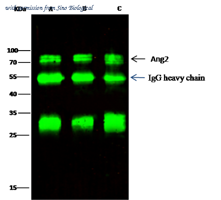 Sino Biological 10691-RP02 image 1