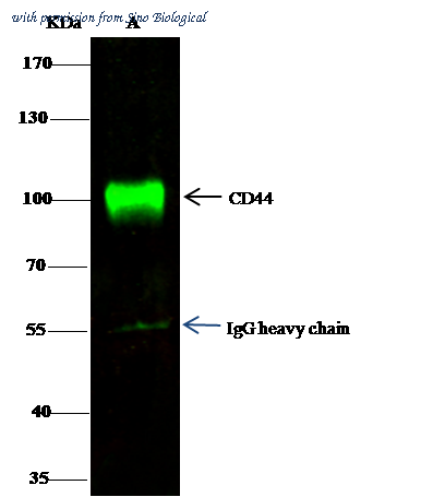 Sino Biological 12211-MM10 image 1