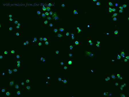 Sino Biological 50089-R009 image 1