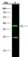 Sino Biological 50326-R015 image 1