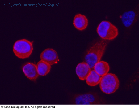 Sino Biological 11836-R213 image 1
