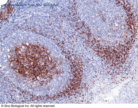 Sino Biological 10261-MM05 image 1
