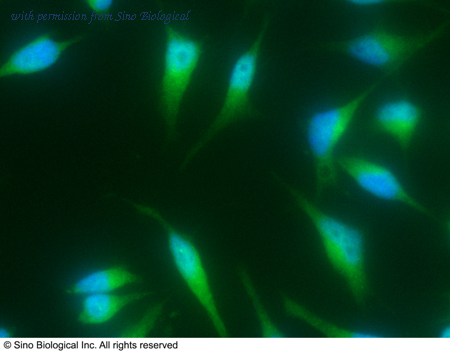 Sino Biological 10426-MM22 image 1