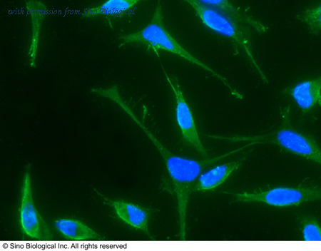 Sino Biological 10609-MM02 image 1