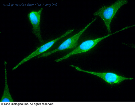 Sino Biological 10745-MM06 image 1