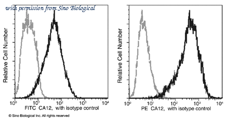 Sino Biological 10617-MM11-P image 1