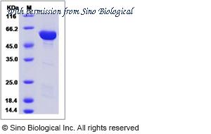 Sino Biological 15540-H34E image 1