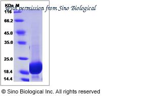 Sino Biological 15439-H07E image 1