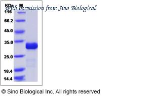 Sino Biological 15998-H07E image 1