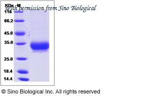 Sino Biological 13141-H08H1 image 1