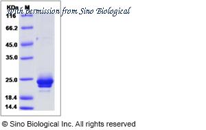 Sino Biological 51126-M08H image 1