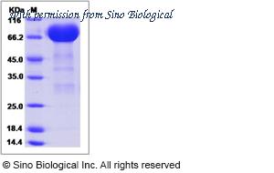Sino Biological 80465-R08H image 1