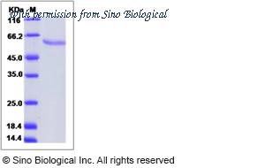 Sino Biological 62001-W07H image 1