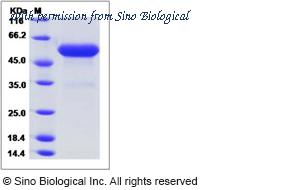 Sino Biological 62001-W08H image 1