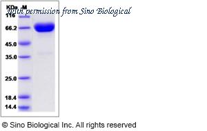 Sino Biological 13128-H01H-B image 1