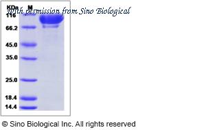 Sino Biological 51140-M08H image 1