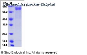 Sino Biological 51143-M02H image 1