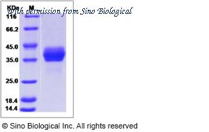 Sino Biological 90299-C08H image 1