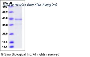 Sino Biological 10215-H01H image 1