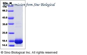Sino Biological 15437-H07E image 1