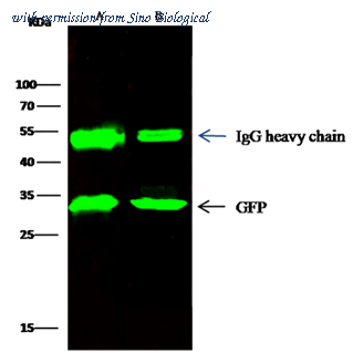 Sino Biological 13105-R208 image 1