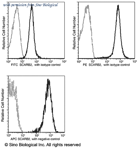 Sino Biological 50052-R052-F image 1