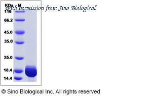 Sino Biological 12000-H07E image 1