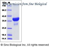 Sino Biological 15605-H09E image 1