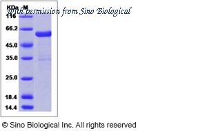 Sino Biological 50031-M02B image 1
