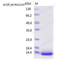 Sino Biological 51084-MNAE image 1